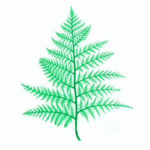 Butcher Meat Display Decor - Artificial Fern Leaves x 12pcs (Green,Blue,Red,Yellow)